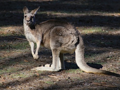 Kangaroo in Grampians