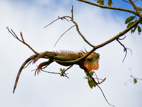 Iguana