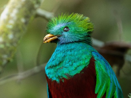 Quetzal