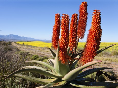 Südafrika_Garden Route_Aloe_Pflanzen_shu