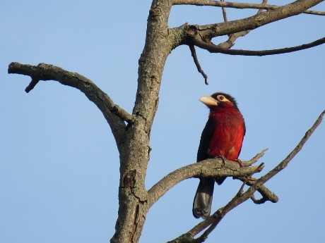 Double-toothed Barbet (Lybius bidentatus