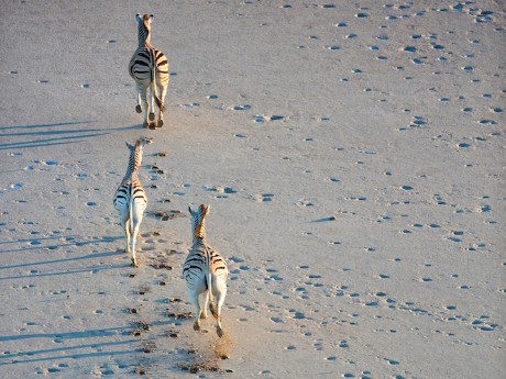 Planet Baobab_Botswana_Migration©Sense o