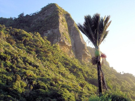 Palm tree in Punakaiki