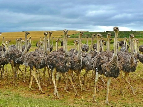 Ostrich, Animal, Ohrigstad