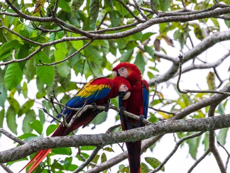 Ara_Macaw_Manuel Antonio-Nationalpark