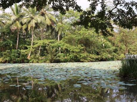 Exotische Landschaft bei Bentota