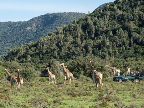 Kariega Game Reserve_Südafrika_Pirschfah