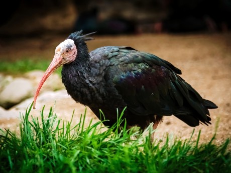 Northern Bald Ibis