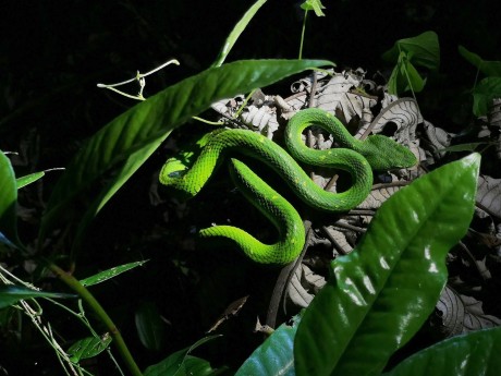 Monteverde Bothriechis lateralis