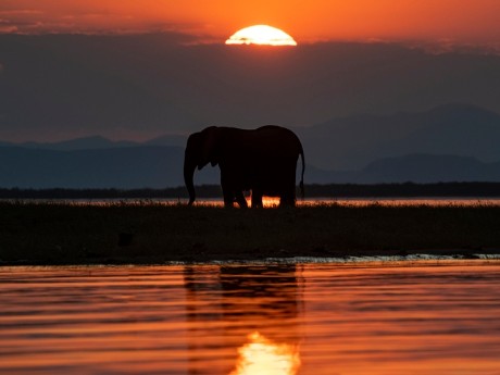 Elefant - Lake Kariba - Sambia 