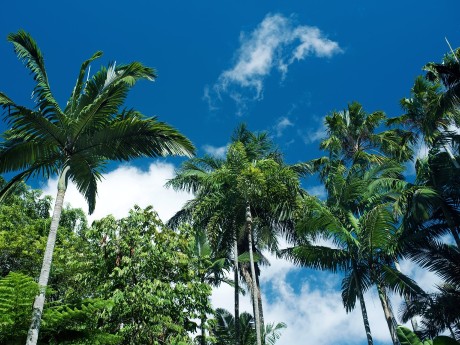 Cairns Botanic Gardens