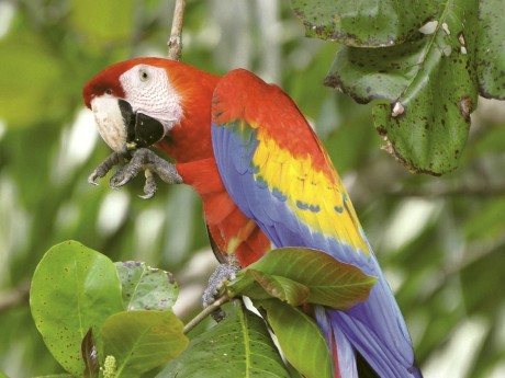 Scarlet Macaw