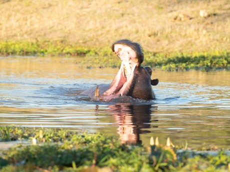 Sunway Botswana Mababe Private Reserve B