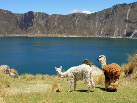 Llamas at Lake