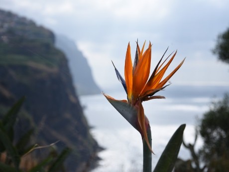 Exotische Blume, Madeira