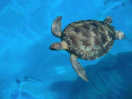 Schildkröte Khao Lak