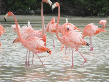 Flamingos