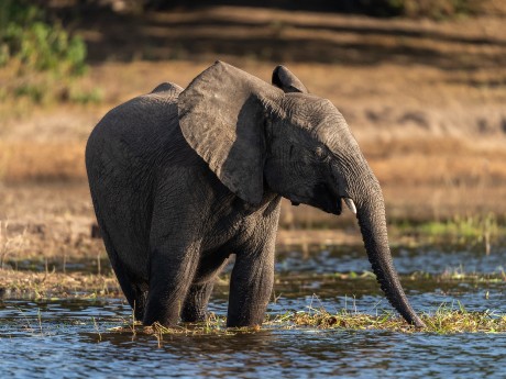 Africa Expeditions_Botswana_elephant_Cho