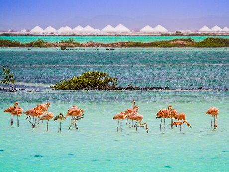 Bonaire - Flamingo sanctuary