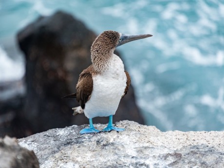 Blue Footed Booby