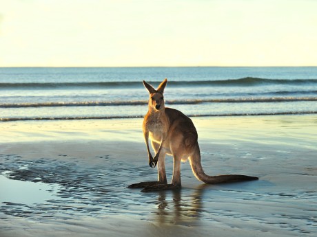 Australien_Queensland_Kangaroo
