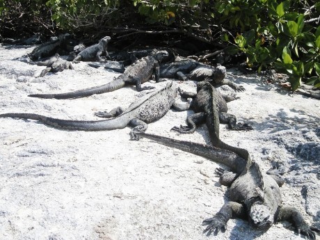 Marine Iguanas