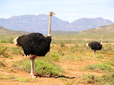 Südafrika_Klein Karoo_Strausse_shuttersto