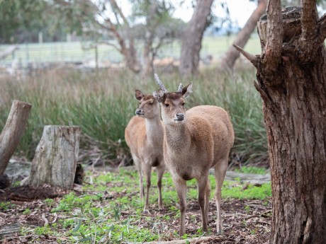 Sambar Deer