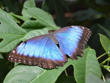 Blue morpho
