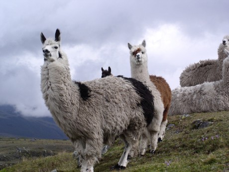 Llamas