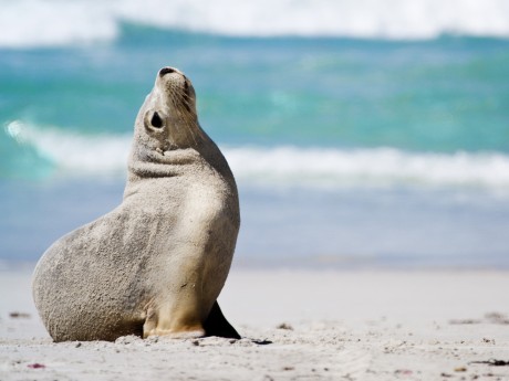 Australien_Sa_Kangaroo Island Seelöwe