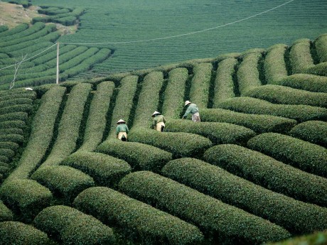 Vietnamese Agriculture