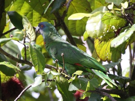 Parrot on the grounds