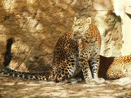 Sri Lankan leopard