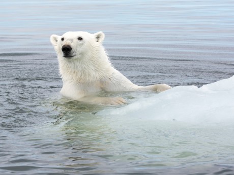 Belugas & Eisbären - Swim Polarbear
