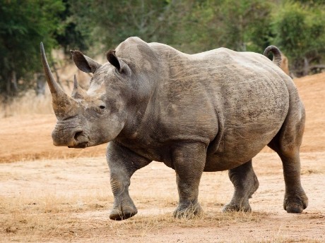Nashorn Swasiland