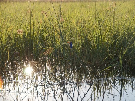 Exotischer Vogel im Chobe Nationalpark