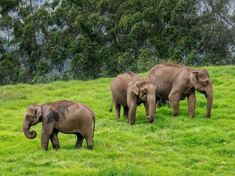 Munnar Elephants