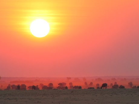 Sunway Botswana Chobe buffalo sunset (Ru
