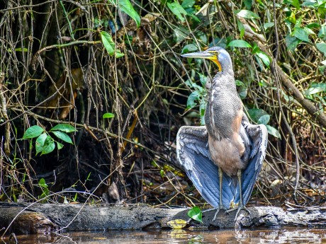 Tortuguero Tiger Heron on Branch