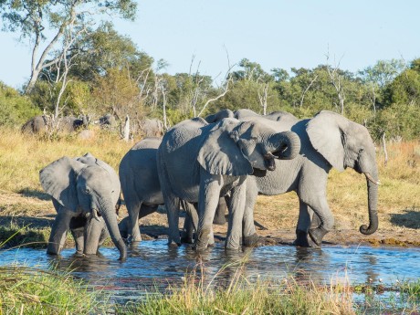Sunway Botswana Moremi Bruce Taylor-1