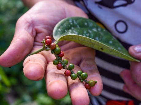 Sarapiquí Black Pepper Tour