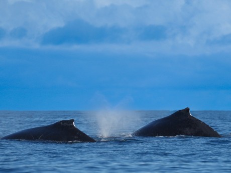 Humpback Whales