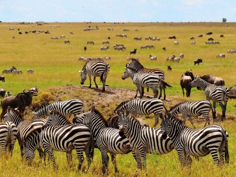 Maasai Mara Zebras