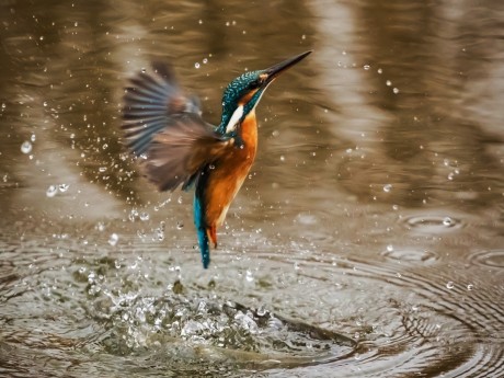 Kingfisher