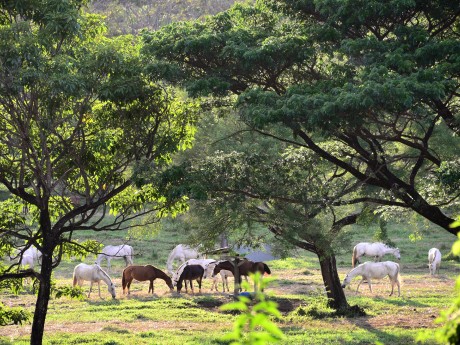 Hacienda Guachipelin - Horses
