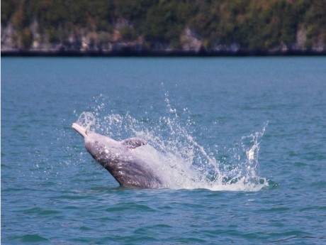 Rosa Delfine, Khanom