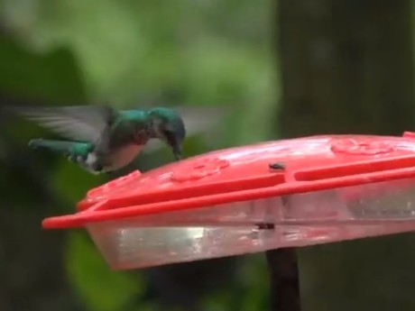 Hummingbird in Tobago
