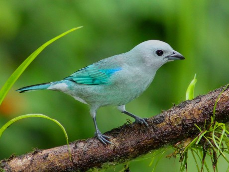 Blue-Gray Tanager