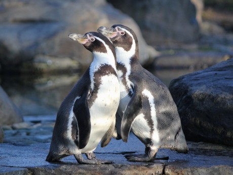 Humboldt penguins Chiloe